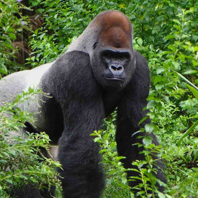 Rwanda Gorilla Trekking