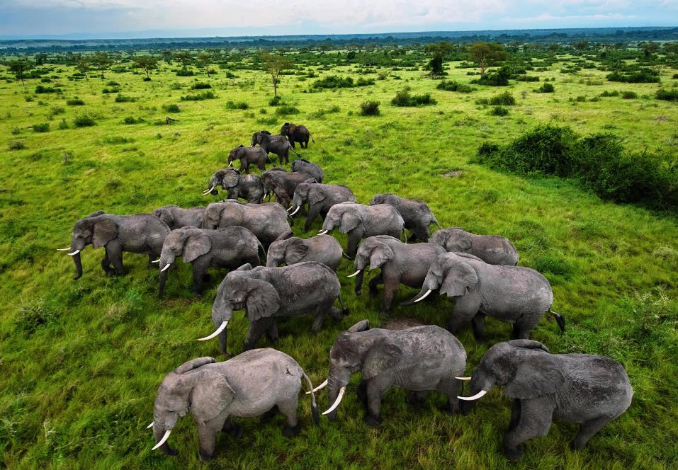 Wildlife Safaris in Uganda